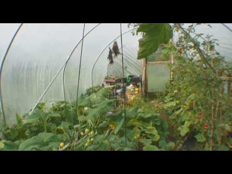 environmental tech Local Growers: Cardigan Allotments - Part 2