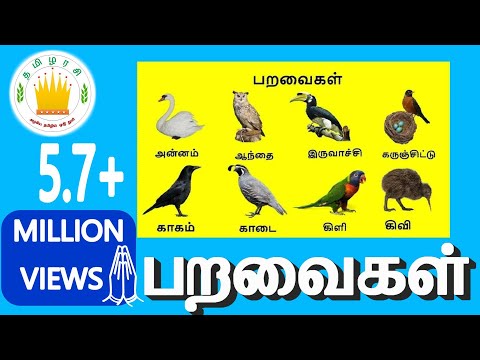 பறவைகள் | Learn Tamil Birds Name video for Kids and Children