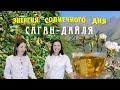 Саган дайля (рододендрон Адамса)