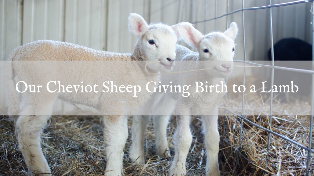 Cheviot Sheep Giving Birth Leanna Lambing 2015 YouTube cheviot-sheep-giving-birth-leanna-lambing-2015-youtube