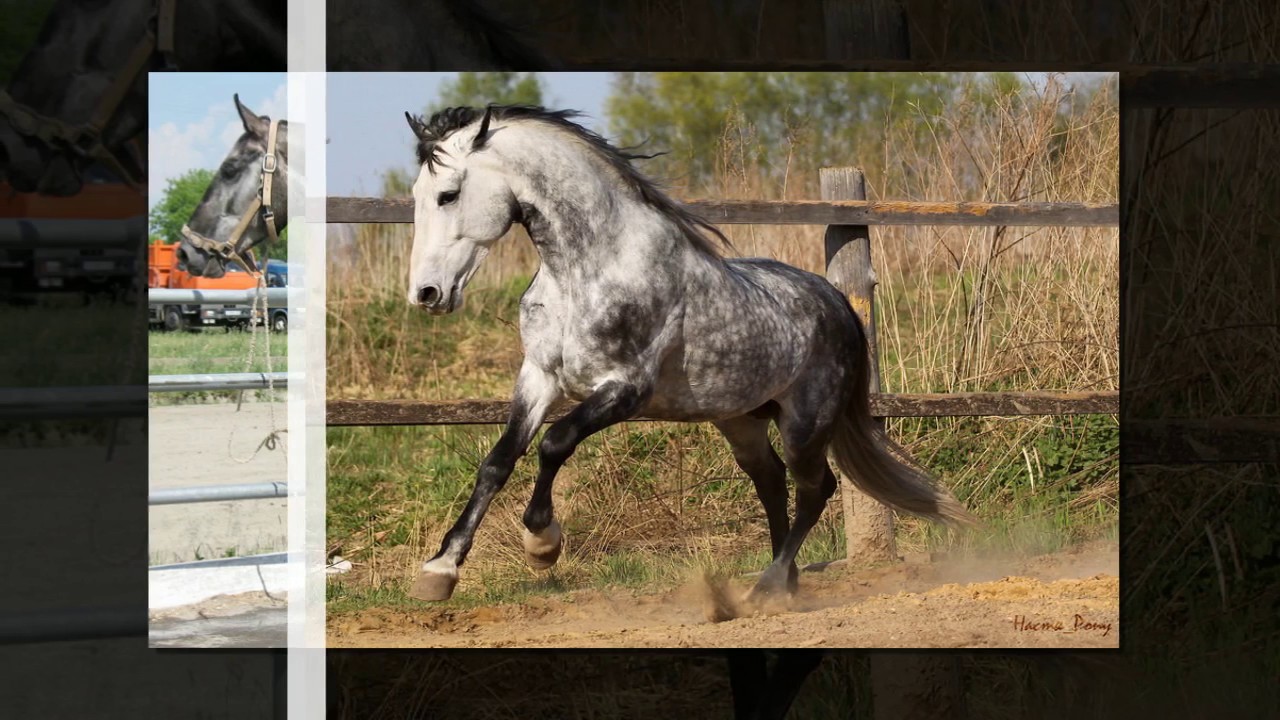 орловские рысаки