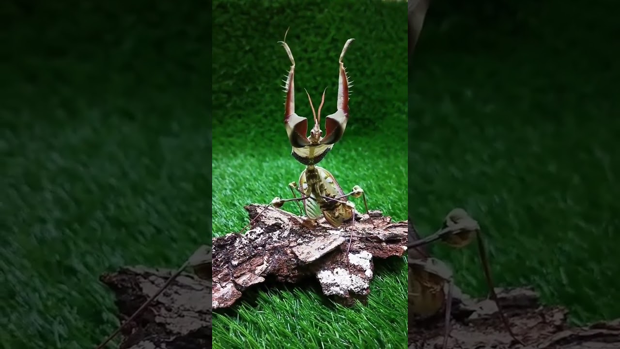 The Devil's Flower Mantis: Witnessing its Impressive Defensive Posture