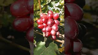 НАСЛАЖДЕНИЕ!!!🍇🍇🍇 ШИКАРНАЯ ФОРМА ОТ КАЛУГИНА!!! Telegram, WhatsApp и Vlber +79528500417.