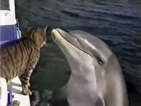 Позитив:) Влюбленный в кота дельфин