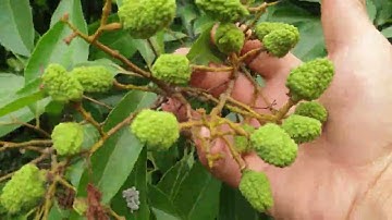 Vải Thanh Hà, Vải Thiều Lục Ngạn  Quả Mau Lớn  l Nui Doi Luc Ngan