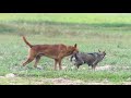 Germany Rural Dogs !! 2 Dog Meeting for the Summer Season in Thai Rong Village