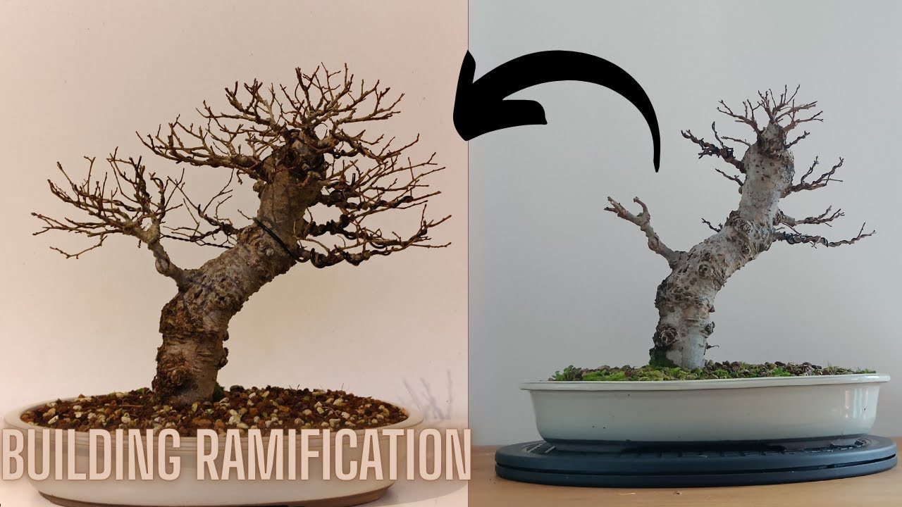 Elm Bonsai - How to create a STUNNING branch structure! | Fall Work