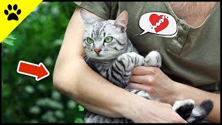 Your Cat Will NEVER Forgive You THIS! 💔 by KittyTV 514 views 2 weeks ago 2 minutes, 29 seconds