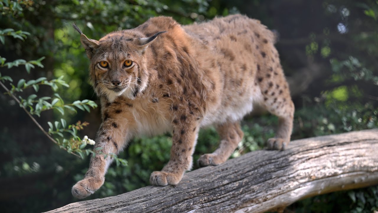 Tierpark Goldau - 14. Juli 2023