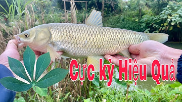 Hướng Dẫn Câu Cá Trắm Cỏ Bằng Mồi Lá Sắn Cho Người Mới Tập Câu, Cực Kỳ Hiệu Quả