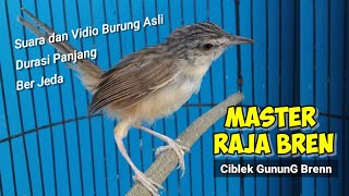 Ciblek Ngebran Untuk Master // Suara dan Vidio Burung Asli Ciblek Ngebren