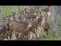 Breeding Whitetails