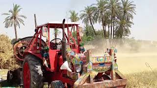 Thresher Machine with Balaurs 510 tractor wheat harvesting in Village||village Boys Workers Speed.