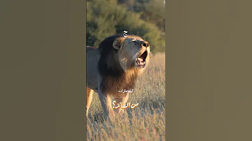 من صوته مرعب أكثر الأسد أم النمر اكسبلور معلومات 