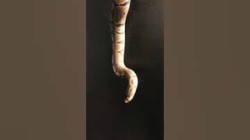 Ball python shedding