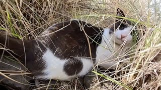 HUGE Lizard Fights Off A CAT: Negrito Acting CRAZY