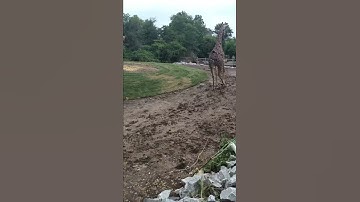 Giraffe running
