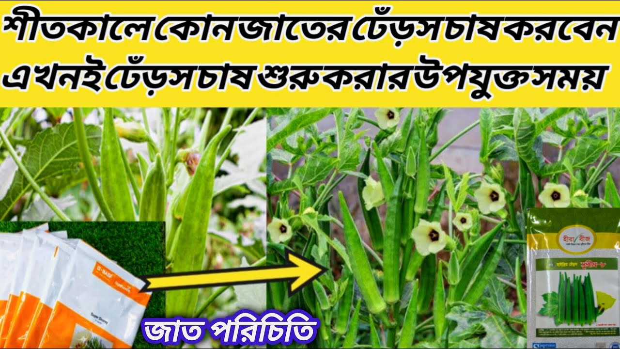 শীতকালে ঢেঁড়স চাষ পদ্ধতি ঢেঁড়সের জাত পরিচিতি