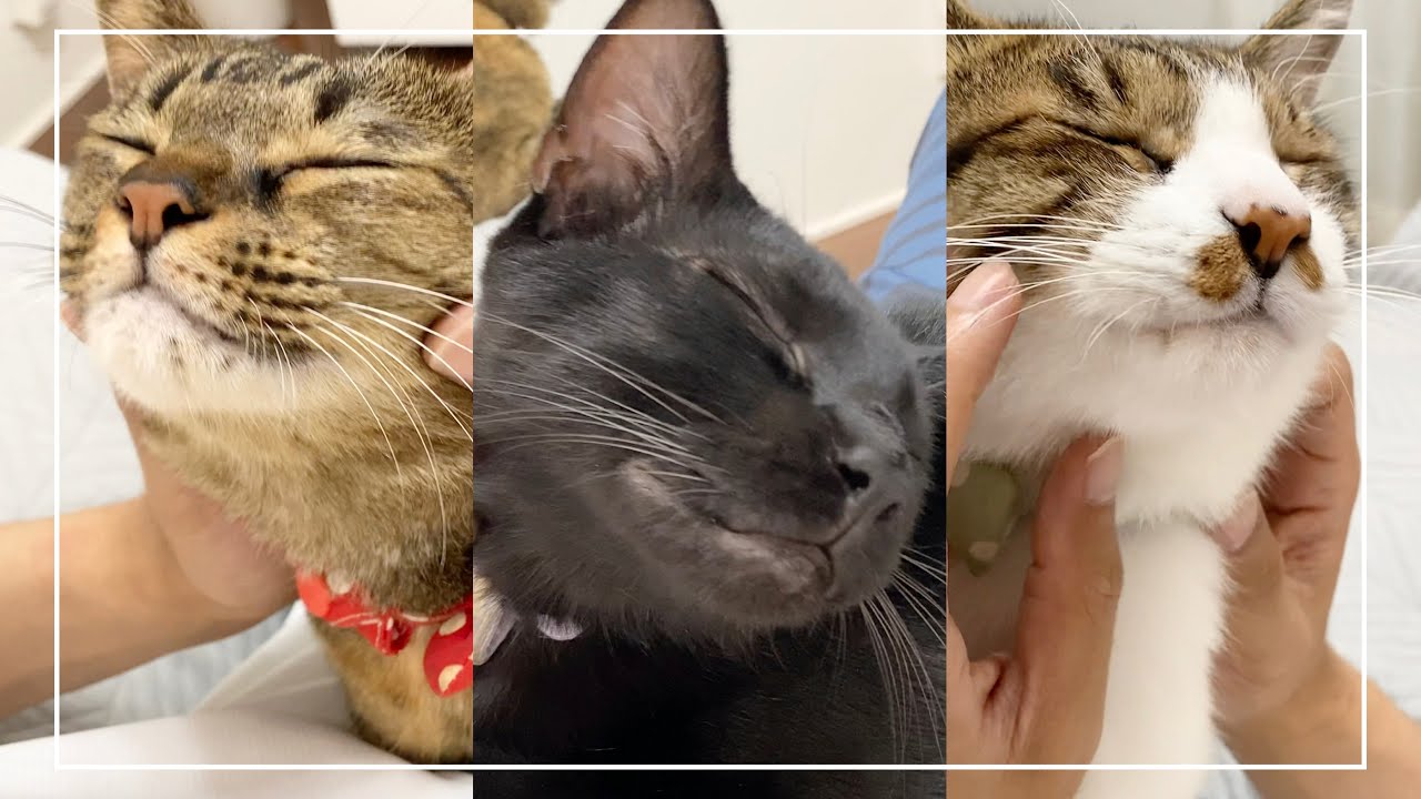 猫3匹にパパが撫で撫で耳マッサージしたらこうなりました【4K猫動画】