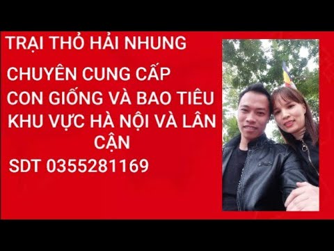 bán thỏ ở hà nội 2022 New Thăm Quan Trại Thỏ Hải Nhung Ở hà Nội