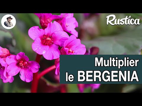 Vidéo: Growing Bergenia In Pots - Pouvez-vous cultiver Bergenia dans un récipient