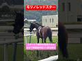 【かしこい馬】 スタート直後に騎手が落馬したものの、勝手に検量室の近くへ戻ってきたモリノレッドスター #競馬 #shorts
