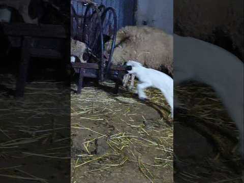 عرررر هيا زعما ٱجي ترضع البركي