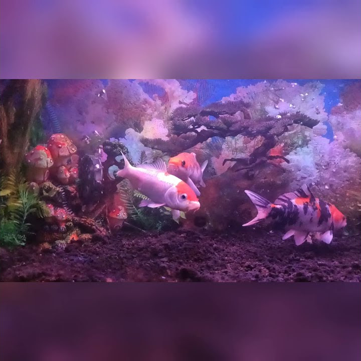 Story Wa Ikan Koi
