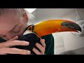 Taking My Diabetic Toucan to the Vet (His Tongue Fell Out 😱😭)