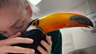 Taking My Diabetic Toucan to the Vet (His Tongue Fell Out )