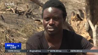 Loggers pose threat to Tanzania's precious trees, wildlife and communities