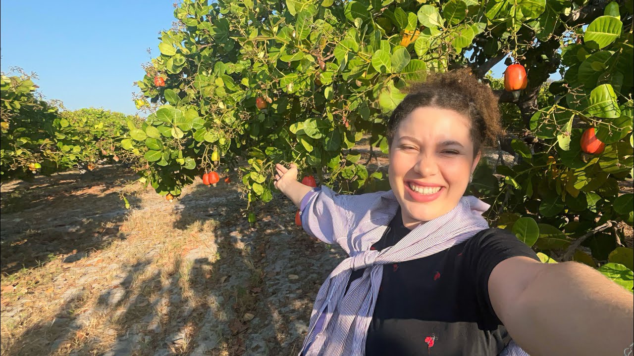 Colheita de caju no sítio 👩🏻‍🌾🙌🏼 vem comigo pros cajueiros 🧡