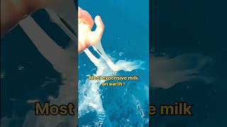 Most expensive milk on earth || whale milk facts | blue whale facts #discovery #ocean