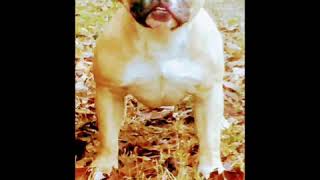 The Bully Resurrection LLC Ocala FL