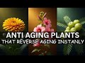 20 Anti Aging Plants That Reverse Aging Instantly