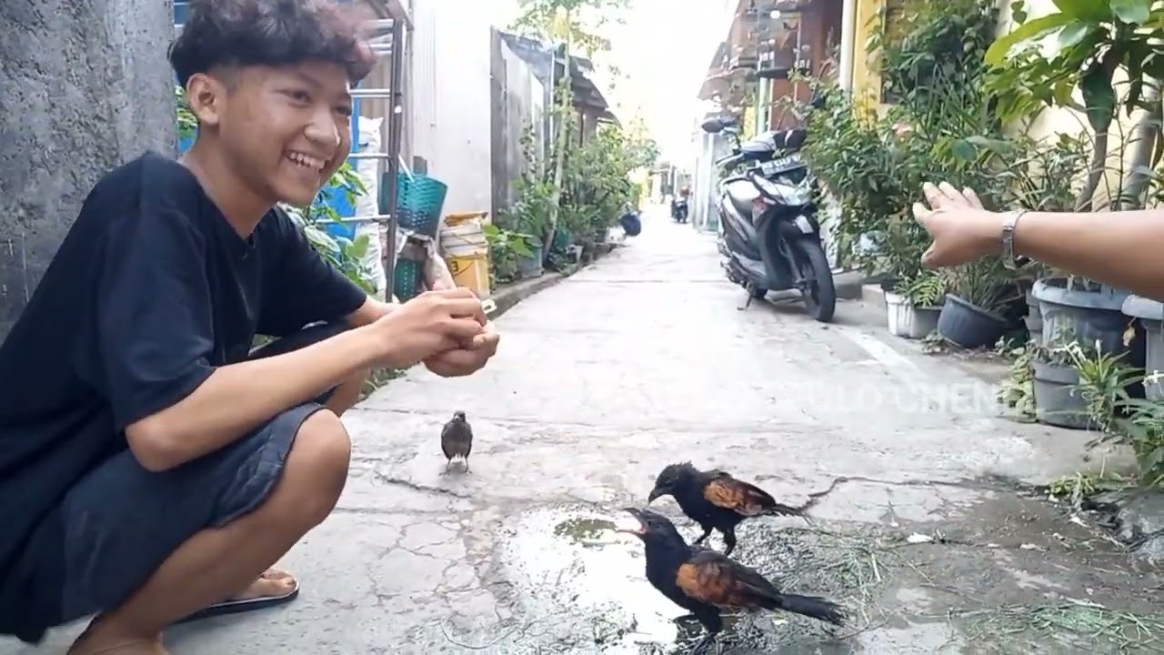 Burung jinak  seperti ini bikin terkejud 
