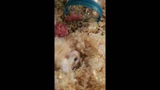 Baby Hamsters 1 Day Old