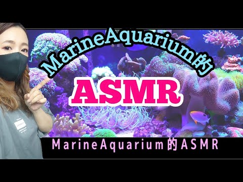 ASMR【海水魚水槽】音フェチなマリンアクアリスト達に捧ぐ✨my coral aquarium MOAMOAちゃんねる