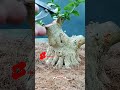 SELEKSI TUNAS MUDA #shorts #sancang #bonsai #caraperawatanbonsai #bonsaiindonesia #bonsaitree