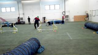 Tibetan Spaniel and agility for fun