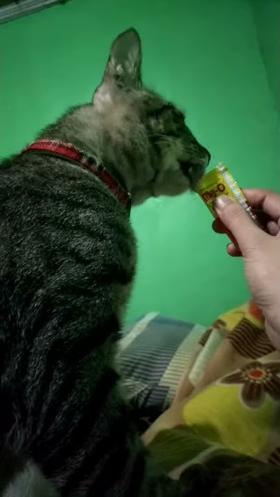 ME-O CREAMY CAT TREATS