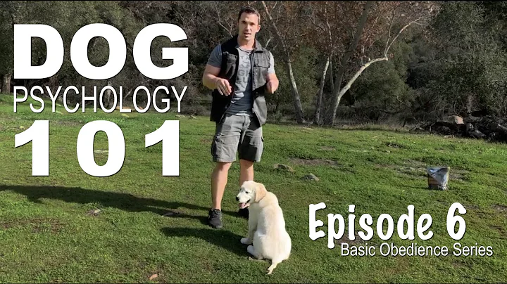 Dog psychology 101: The four quadrants of operant conditioning. Episode 6 - DayDayNews