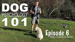 Dog psychology 101: The four quadrants of operant conditioning. Episode 6