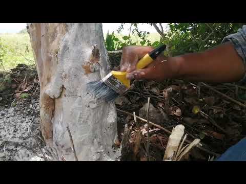 Video: Árboles blanqueados - protección y cuidado