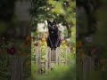beautiful black #cat #ai #DreamScreenAI