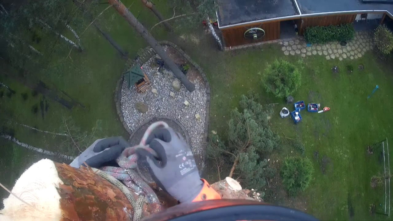 Pine Tree cutting Arborist SKT Baumfällung Rigging