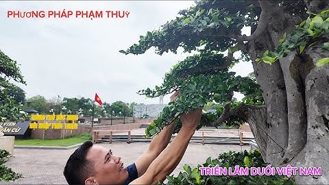 Tư duy chơi cây và nguyên lý cây trên cây - Phương pháp Phạm Thuỳ