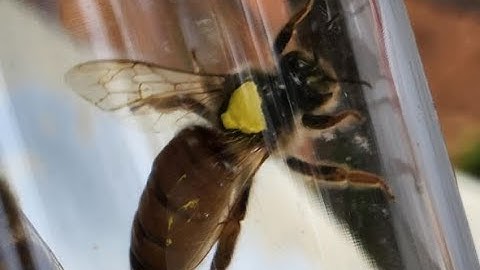 Spring Mountain Bees - Swarm Caught and Moved in Layens Insulated Horizontal Hive