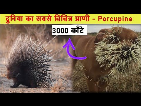 वीडियो: साही एक कृंतक क्यों है?