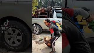 Download Lagu Seng penting wani rekoso senajan awak mung gari balung dikuliti wkwk😁🔥🔥#sawit #sawitriau #shorts MP3 Download Lagu Seng penting wani rekoso senajan awak mung gari balung dikuliti wkwk😁🔥🔥#sawit #sawitriau #shorts MP3